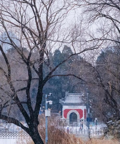 王者荣耀梅花山雪作闲伴活动全攻略？如何参与及获取奖励？