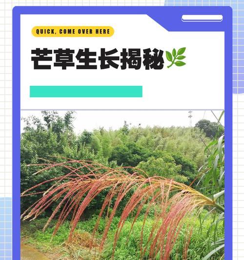 我的世界芒草采集方法是什么？采集芒草的步骤有哪些？