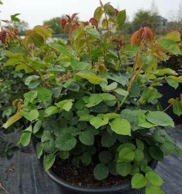 荣耀王者月季新品的获取方式是什么？
