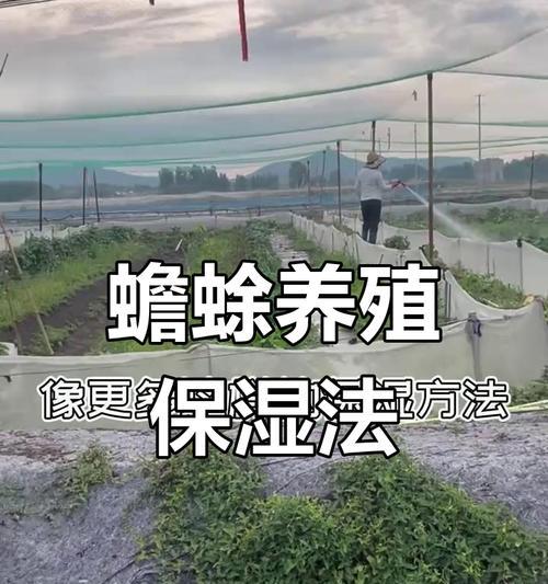 我的世界蛤蟆养殖方法是什么？如何正确喂食？