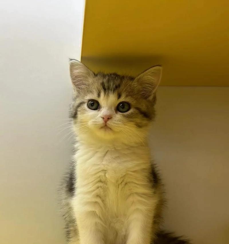 以小森生活（探索游戏中的猫猫咪领养方法）